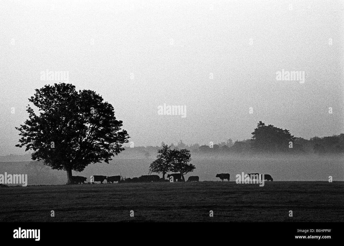 Bovins Devon à l'aube, Westonbirt, Gloucestershire, Angleterre Banque D'Images