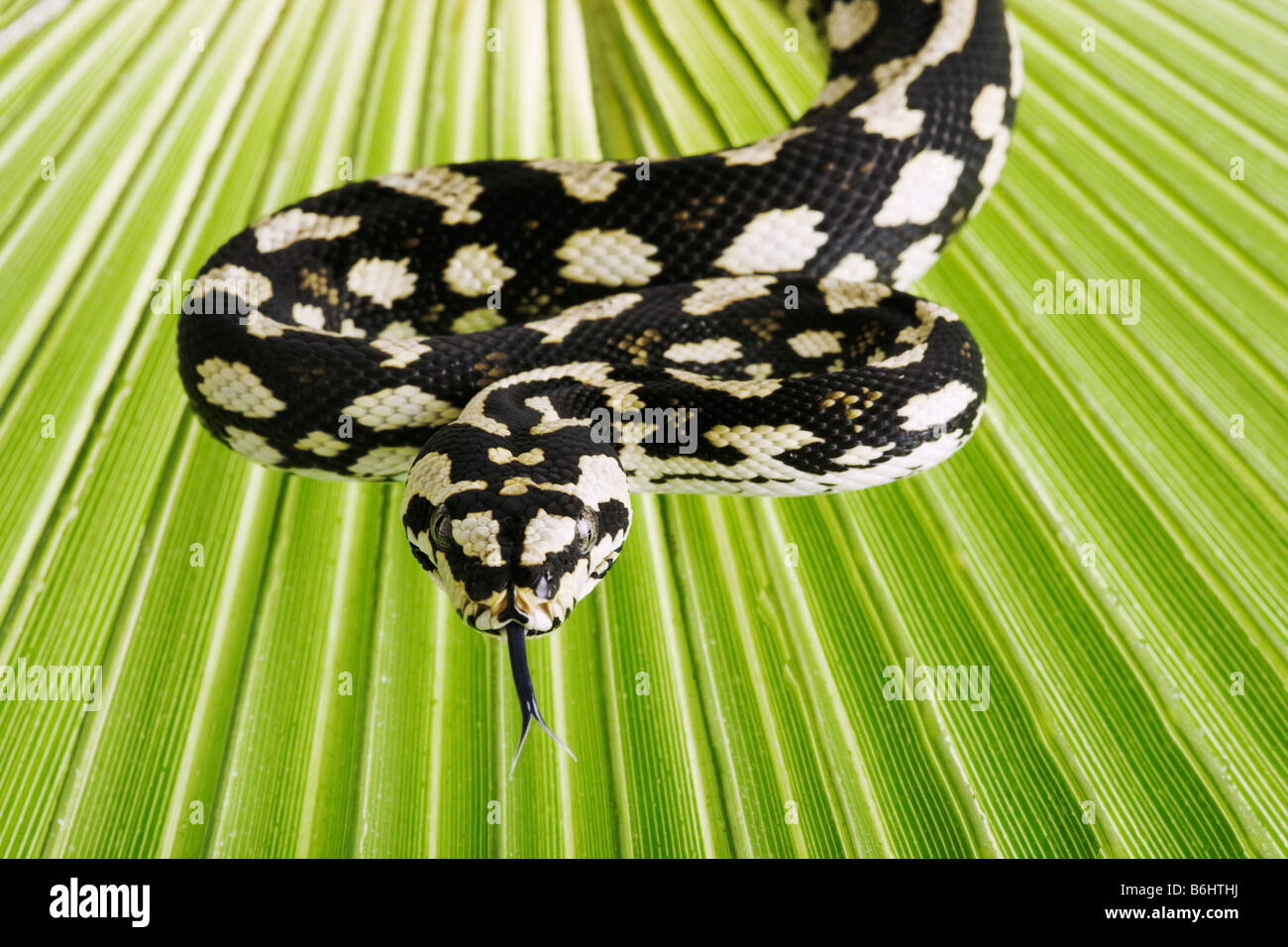Jungle Carpet Pythons Morelia spilota cheynei python venimeux Non espèces présentes dans les zones humides de l'Australie Banque D'Images