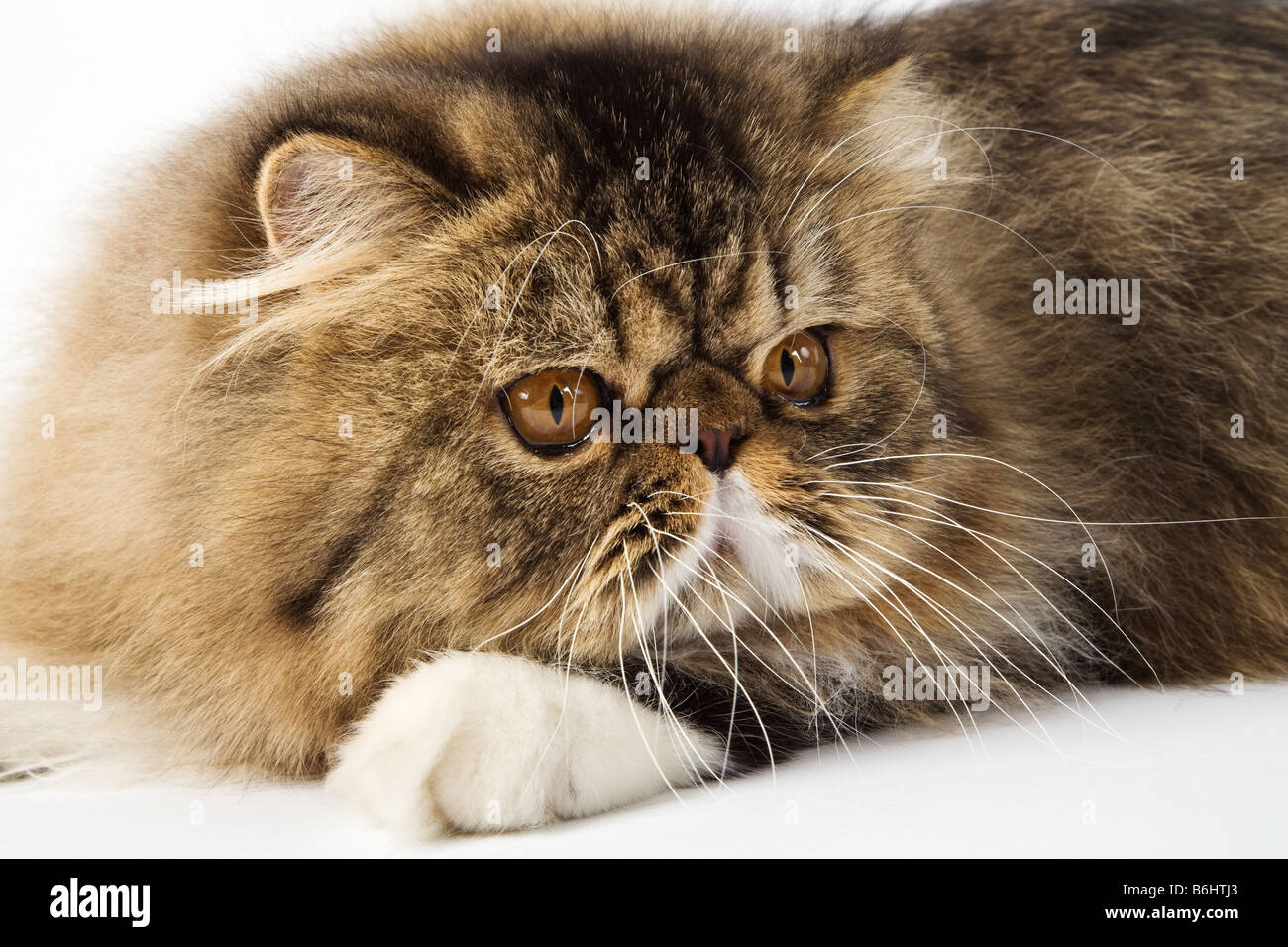Chat domestique Brown spotted Tabby Persan Studio shot against white background Banque D'Images