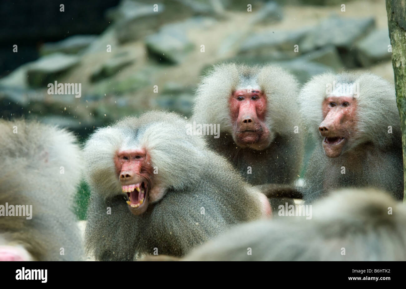 Babouin singe dans un combat avec deux singes à surpris Motion flou combats monkey Banque D'Images