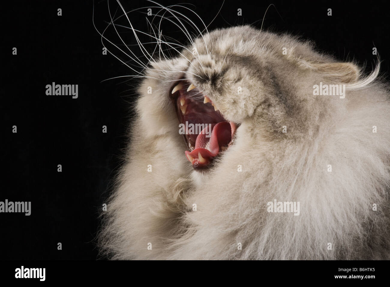 Chat domestique Blue spotted Tabby Persan Studio shot sur fond noir Banque D'Images