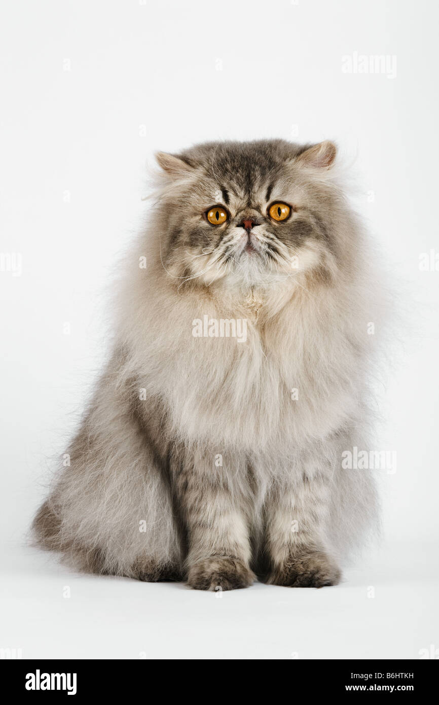 Chat domestique Blue spotted Tabby Persan Studio shot against white background Banque D'Images