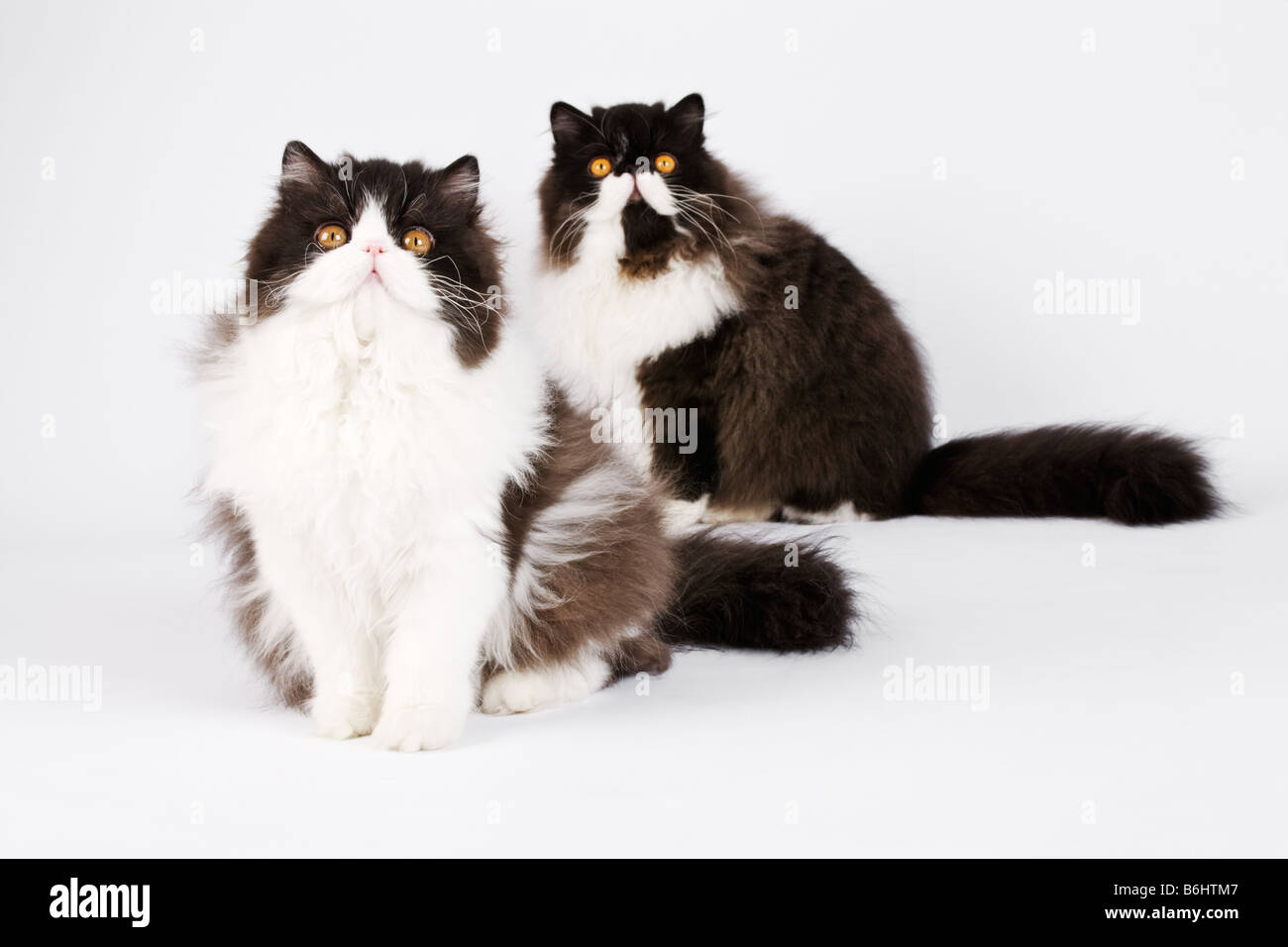 Les chats domestiques Bi Color Noir Perses Studio shot against white background Banque D'Images