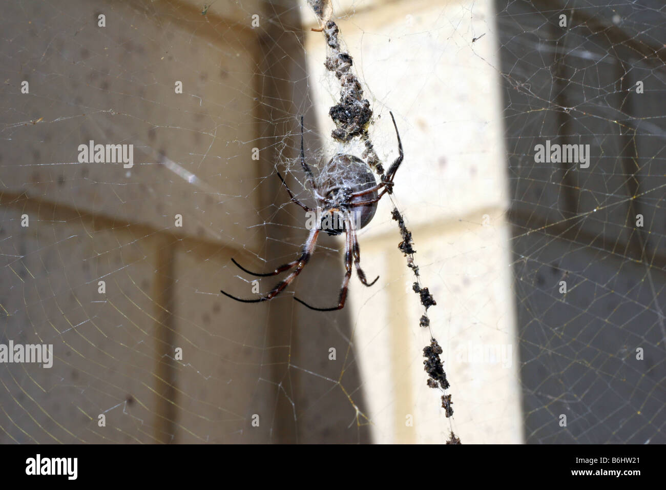 Grosse araignée australienne Banque D'Images