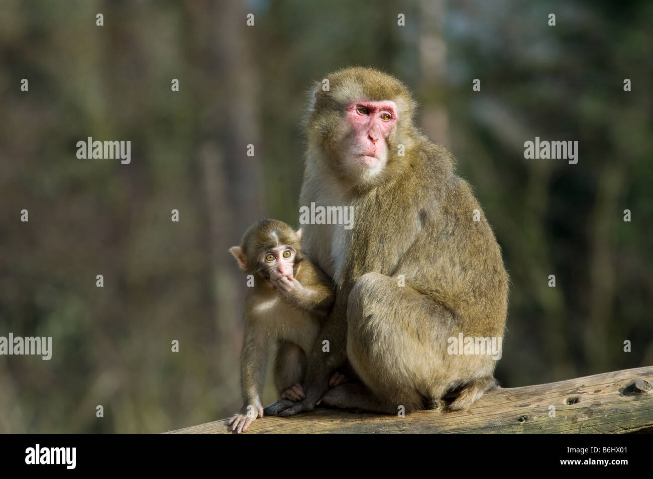 Mère singe avec son bébé Banque D'Images