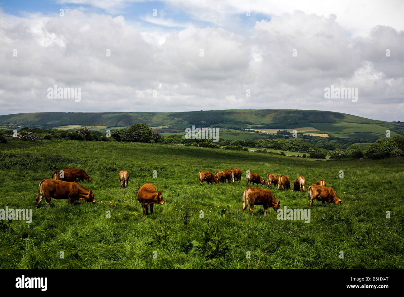 Les vaches brunes dans un écrin de verdure Banque D'Images