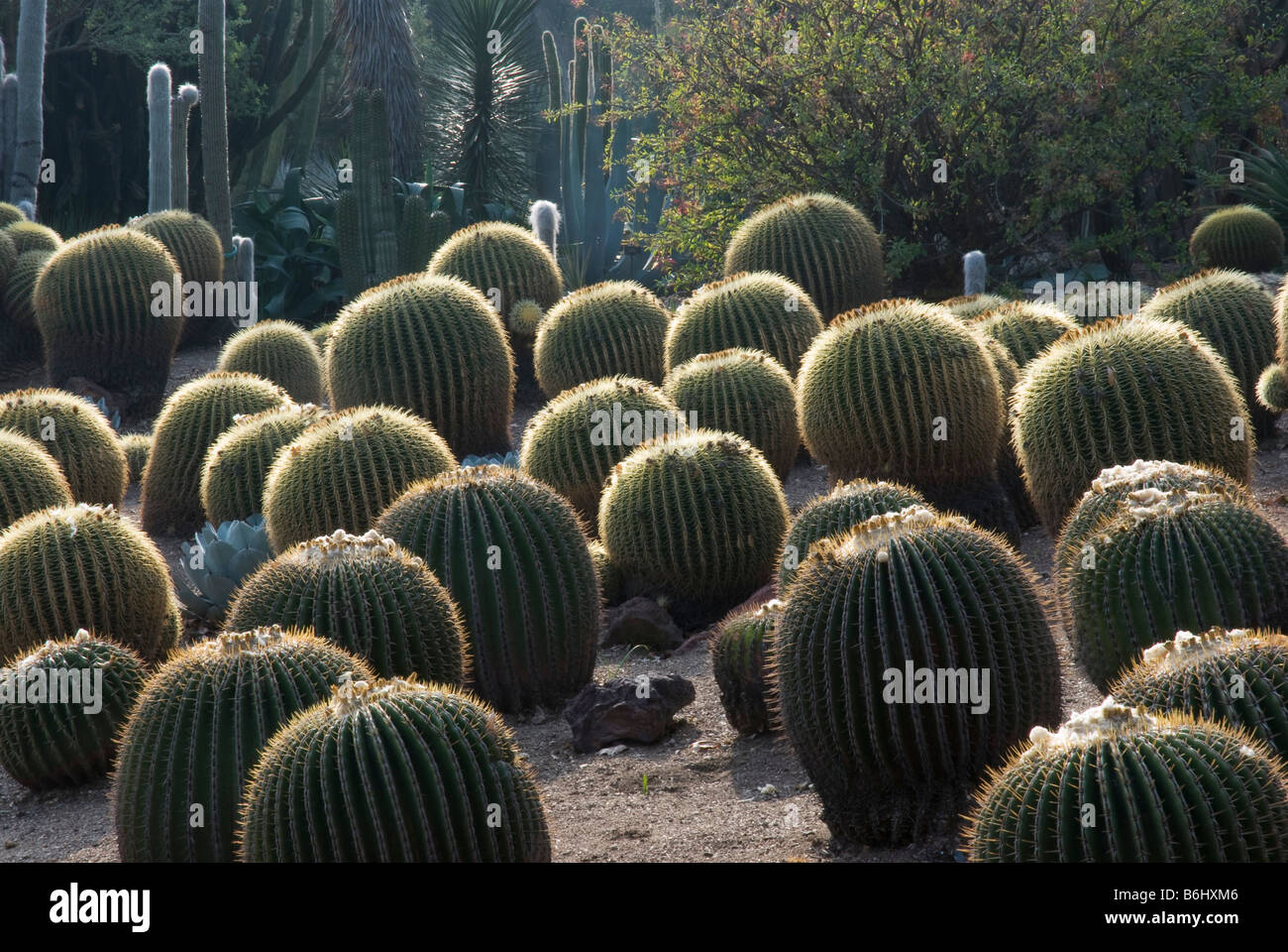 Cactus (bateau à quille, Golden Barrel Cactus). À l'Huntington Botanical Gardens, Santa Monica, USA Banque D'Images