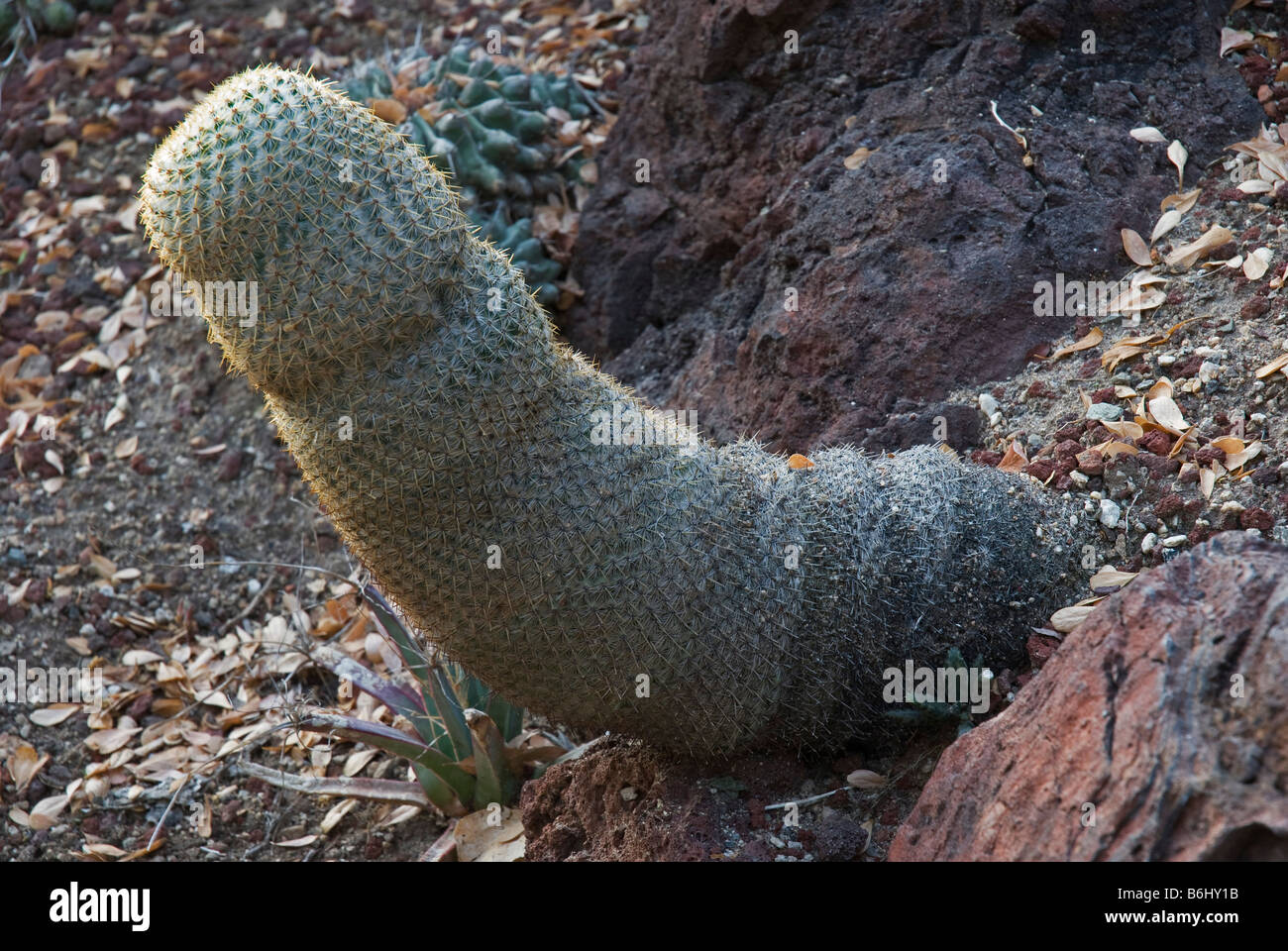 Cactus (Opuntia spp.). À l'Huntington Botanical Gardens, Santa Monica, USA Banque D'Images
