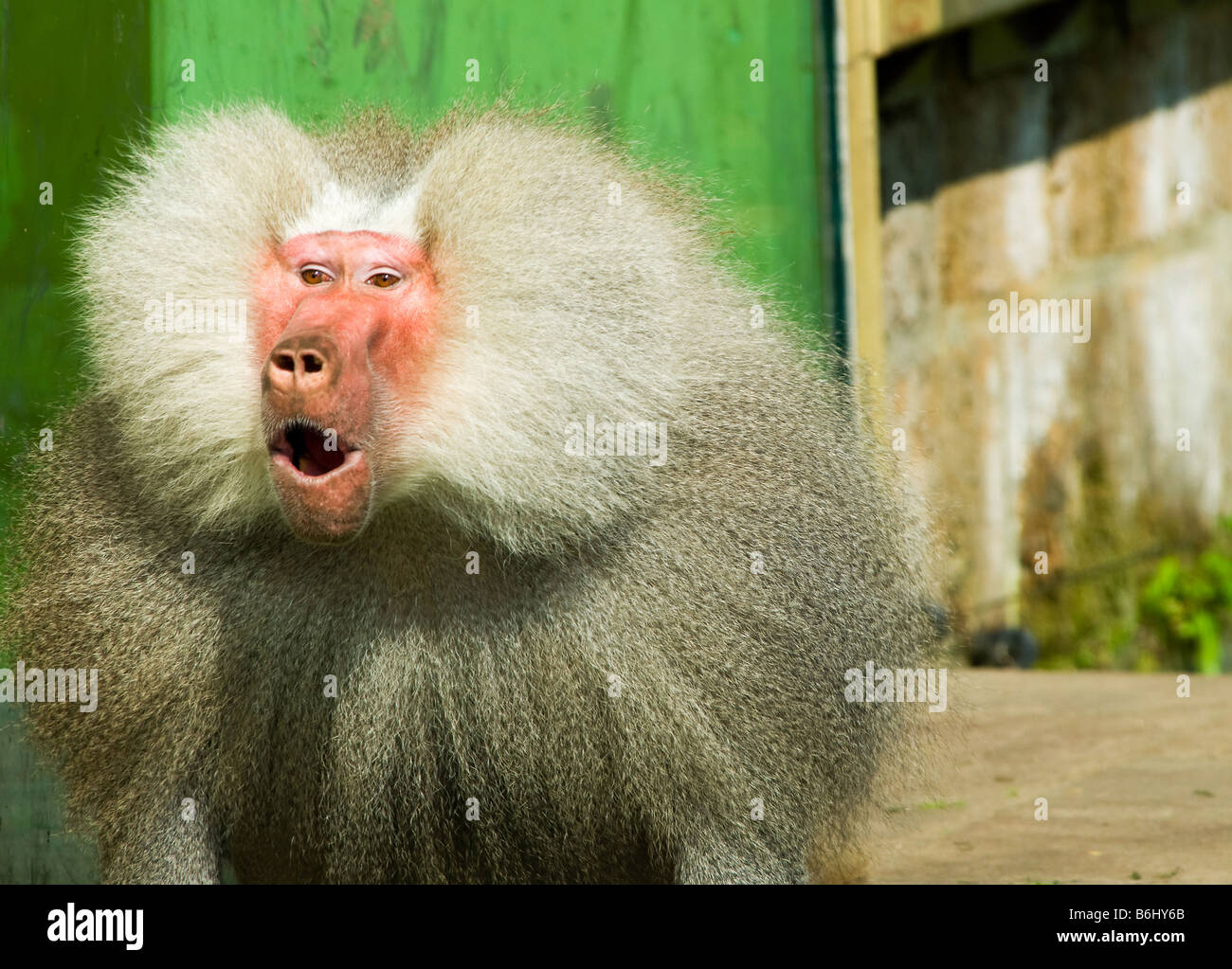 Close up of a surpris singe babouin Banque D'Images