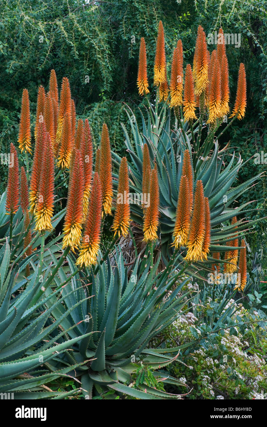 Aloe x principis, en provenance d'Afrique du Sud. À l'Huntington Botanical Gardens, Santa Monica, USA Banque D'Images