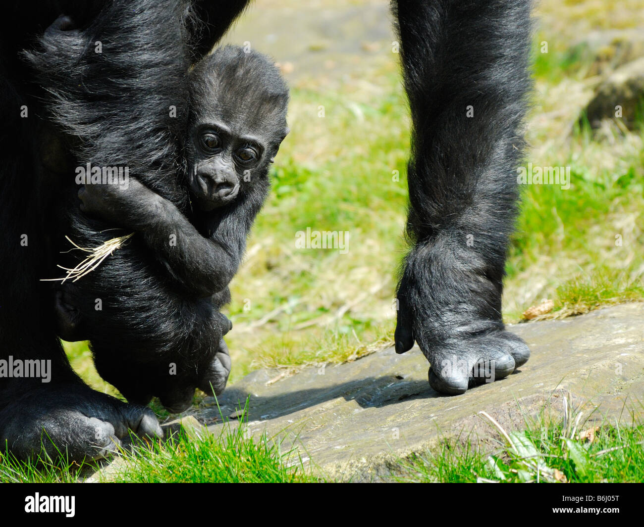 Un mignon bébé gorille Holding on to mother Banque D'Images