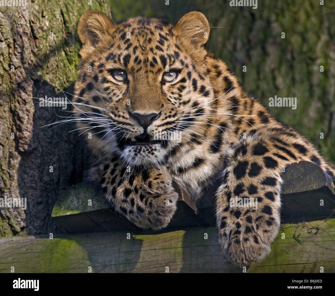 La Panthère (Panthera pardus orientalis)', 'Kiska produites au Zoo de Marwell, Hampshire, Angleterre Banque D'Images