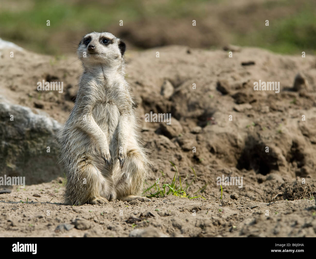 Un mignon meerkat Suricata suricatta Banque D'Images