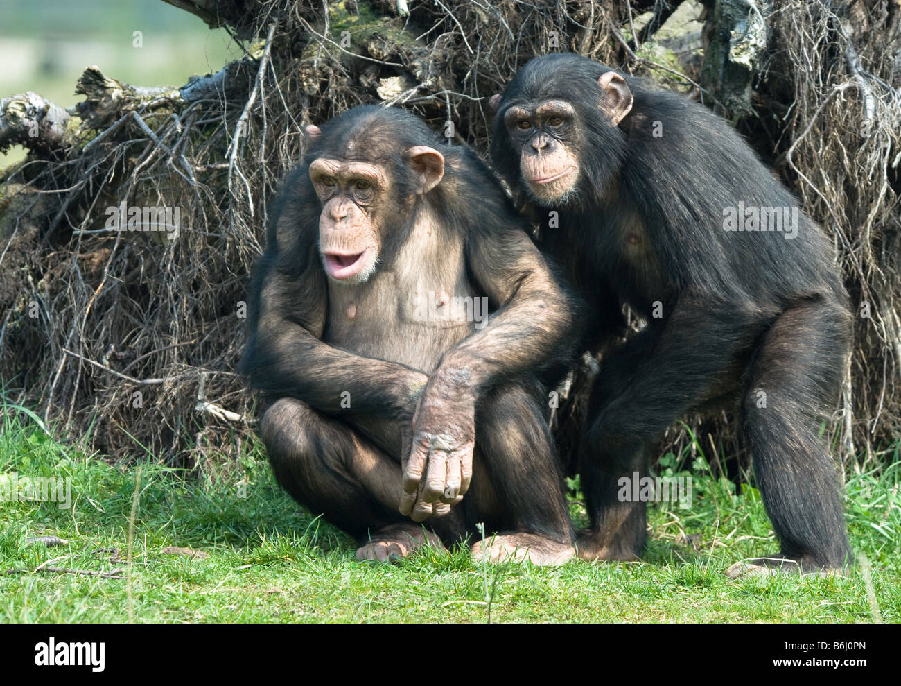 Close up of a cute chimpanzé Pan troglodytes Banque D'Images