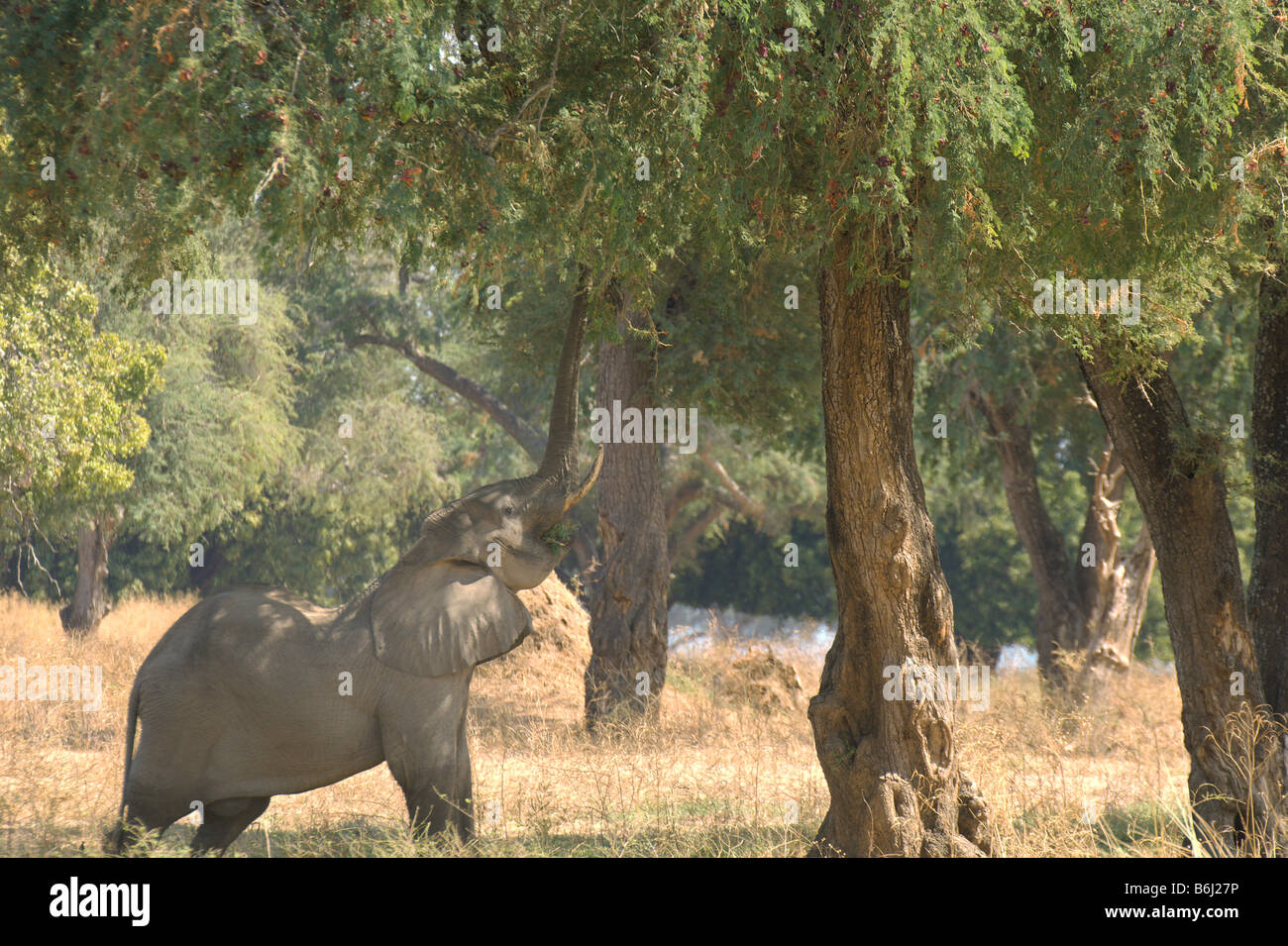 Un grand mâle éléphant africain atteint dans un arbre Faidherbia albida pour un juteux pod Banque D'Images