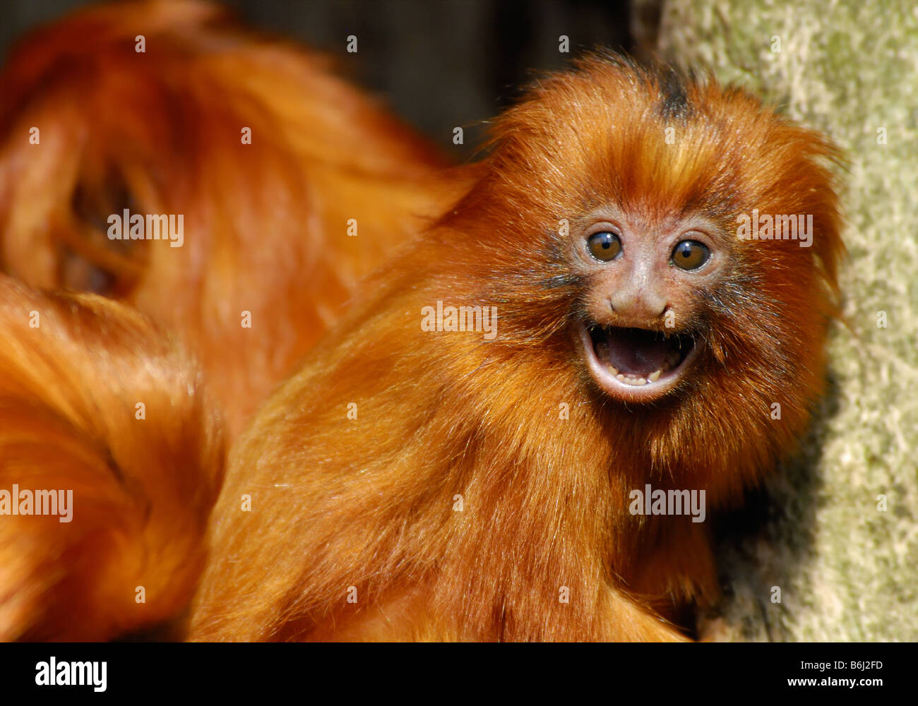 Golden Lion Tamarin Baby Banque D Image Et Photos Alamy Golden Lion Tamarin Baby Banque D Image Et Photos Alamy