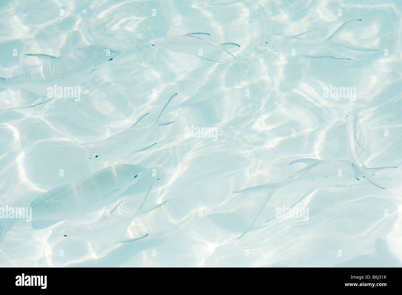 Un banc de poissons nageant près de la surface de l'eau dans les eaux peu profondes autour d'une île dans les Maldives Banque D'Images