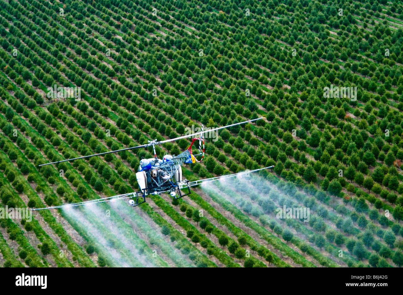 Les pulvérisations d'hélicoptères à basse altitude au-dessus des pesticides chimiques tree farm forest. Banque D'Images