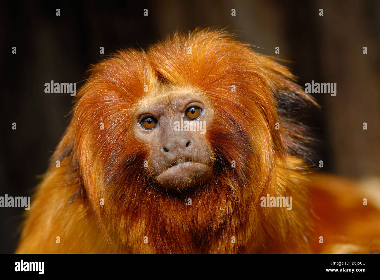 Un lion doré tamarin Leontopithecus rosalia Banque D'Images