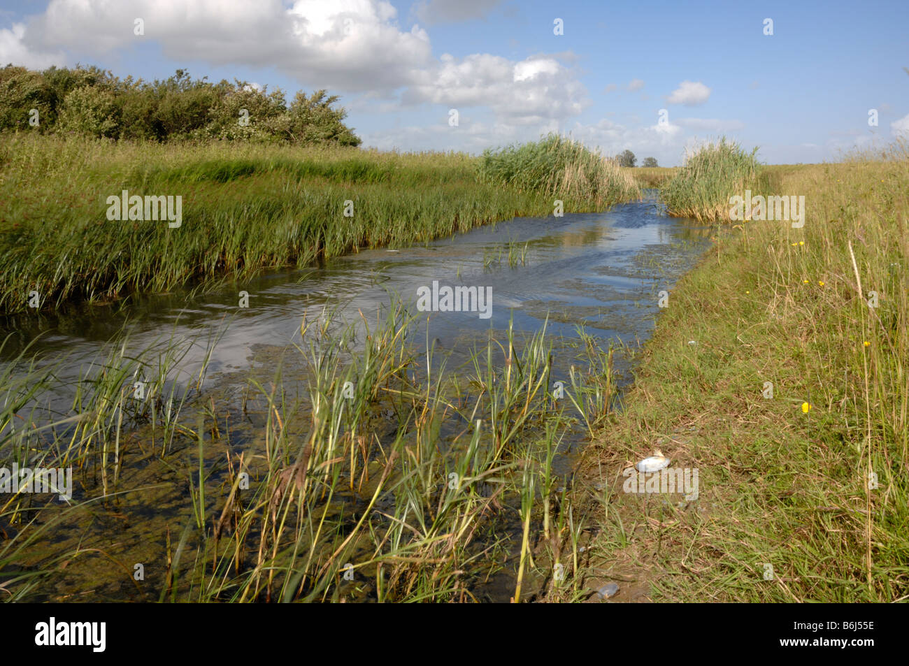 Reen Newport Wetlands National Nature Reserve Newport Wales UK Europe Banque D'Images