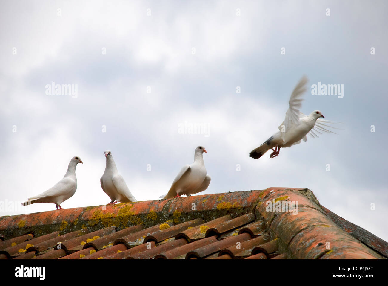 Quatre colombes blanches sur un toit de tuiles dans le Somerset, avec un oiseau décollant en vol. Banque D'Images