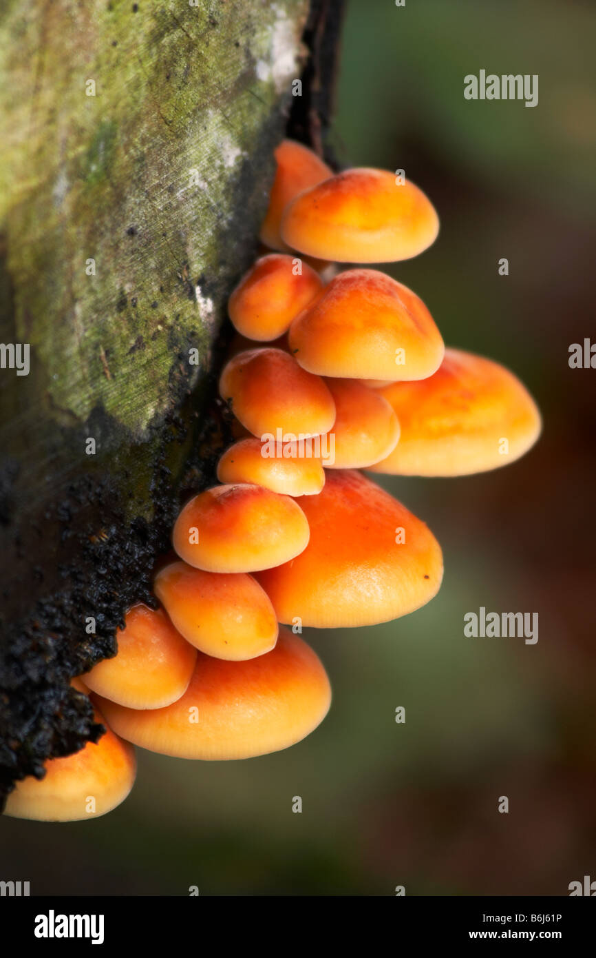 La queue de velours champignon Colybie a sur un tronc d'arbre en décomposition Banque D'Images