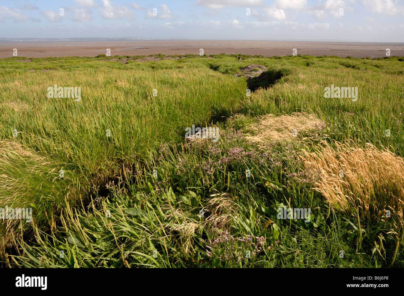Saltmarsh Goldcliff Niveaux Newport Gwent Wales UK Europe Banque D'Images