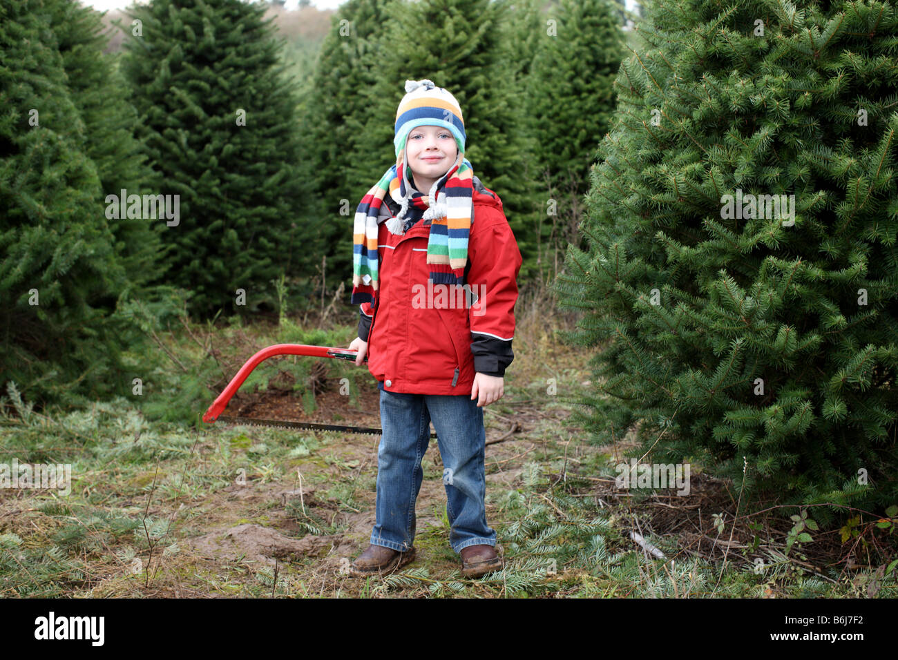 Jeune garçon avec vu sur Christmas Tree Farm Banque D'Images