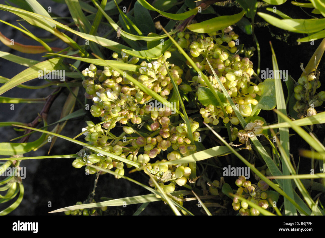 Le scorbut Cochlearia herbe spp Saltmarsh Goldcliff Niveaux Newport Gwent Wales UK Europe Banque D'Images