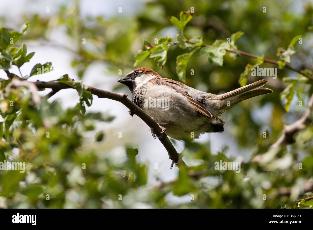 Moineau domestique Passer domesticus Banque D'Images