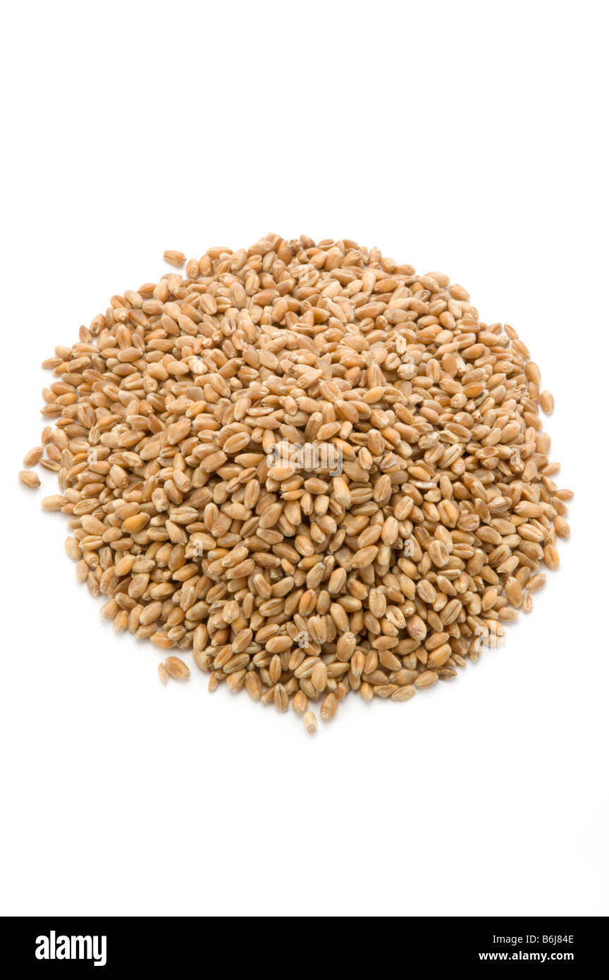 Les grains de blé dur Banque D'Images