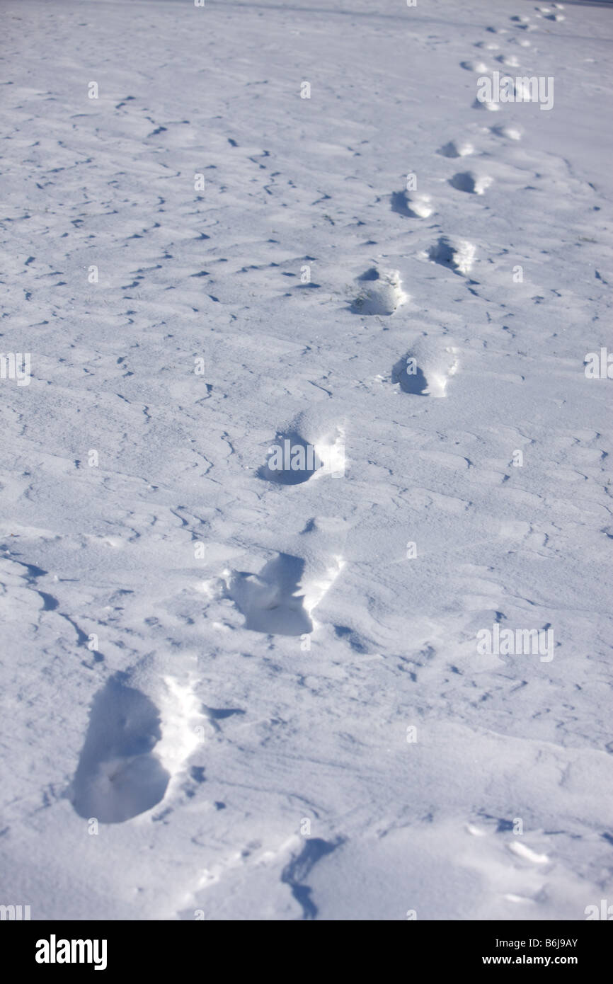 Concept d'hiver dans la neige des empreintes Banque D'Images
