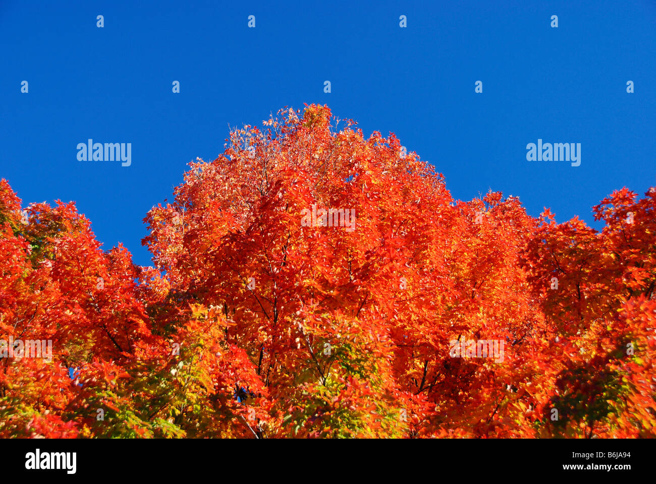 Feuilles de Reddy Brown un érable à sucre à l'automne avec ciel bleu clair dans le Vermont United States America USA Banque D'Images