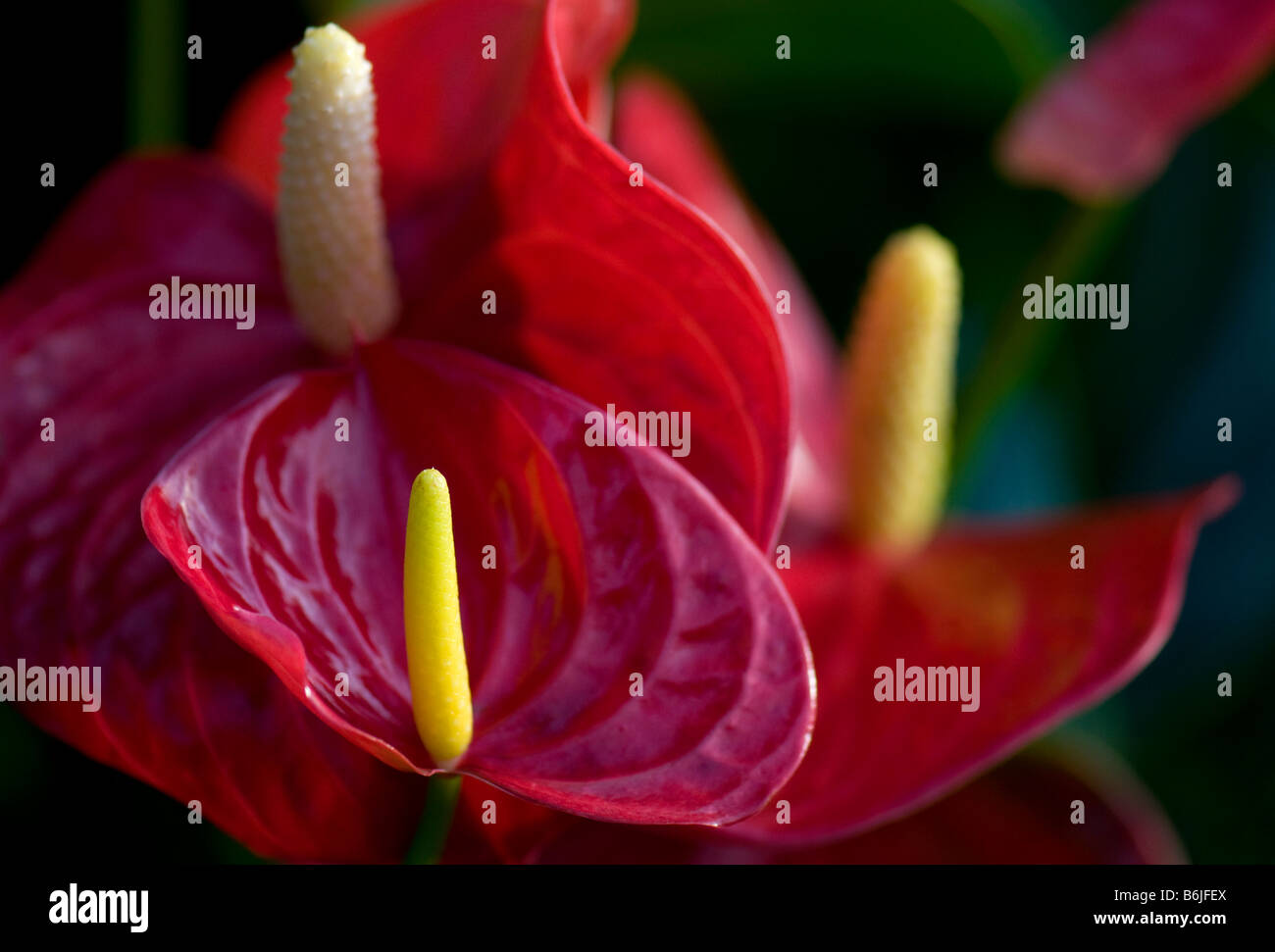 Close up de Vito Anthurium fleurs rouges Banque D'Images