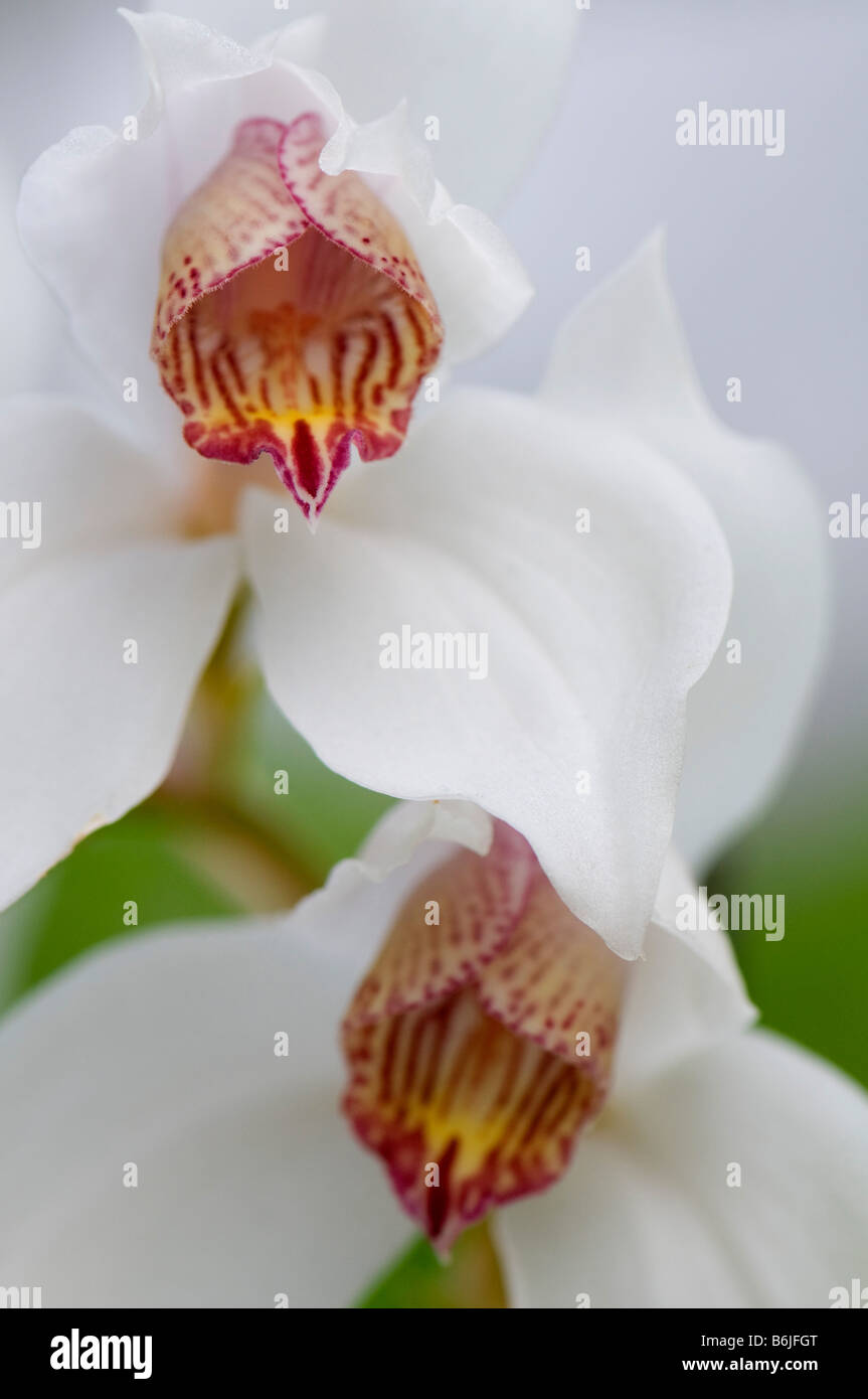Close up de Cymbidium erythrostylum Banque D'Images