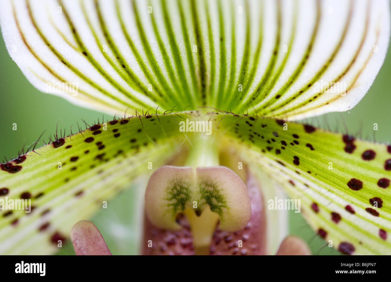 Close up de Paphiopedilum Supersuk Banque D'Images