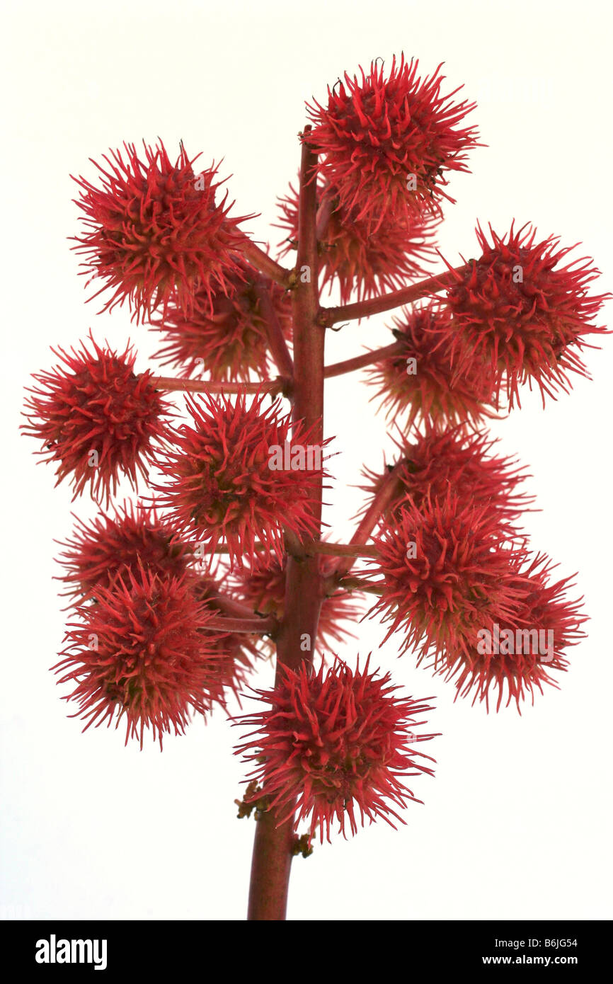 Le ricin Huile de ricin Ricinus communis fruits Banque D'Images