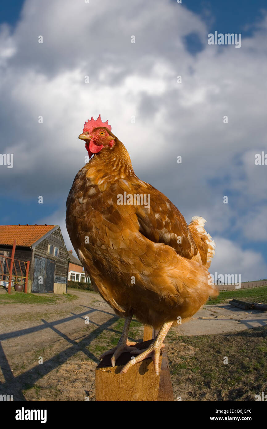 Portrait d'une ferme de poulet fermier dans la configuration Banque D'Images