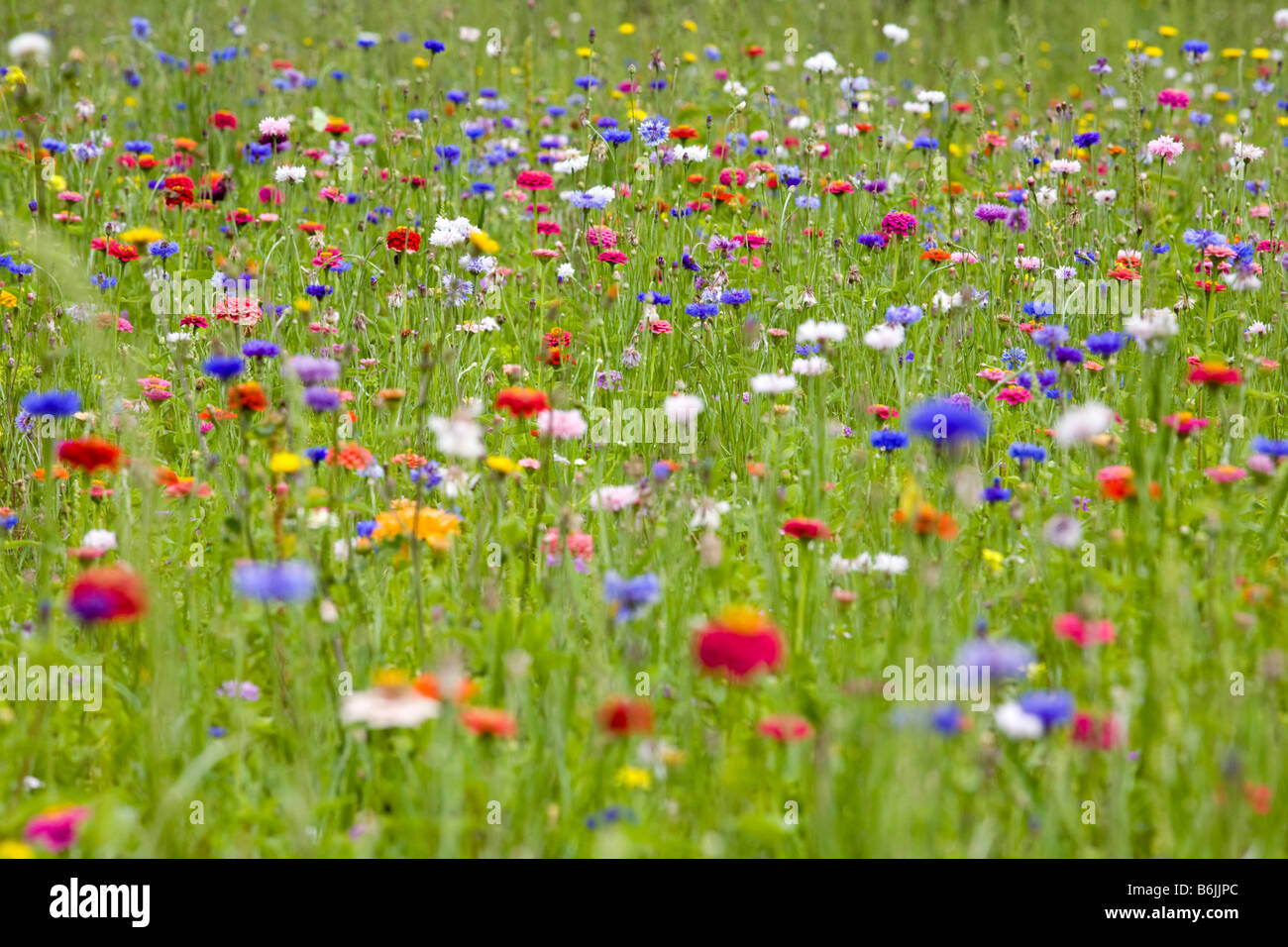 Champ fleurs printemps france Banque de photographies et d'images à haute  résolution - Alamy