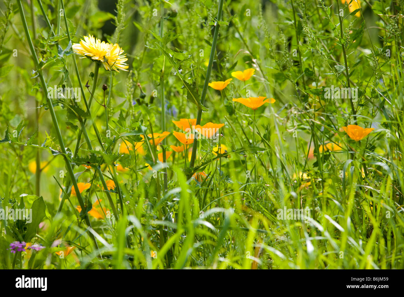 Le laiteron piquant et coquelicots de Californie dans une jachère Puy de Dôme (France). Laiteron et pavots de Californie dans une jachère. Banque D'Images