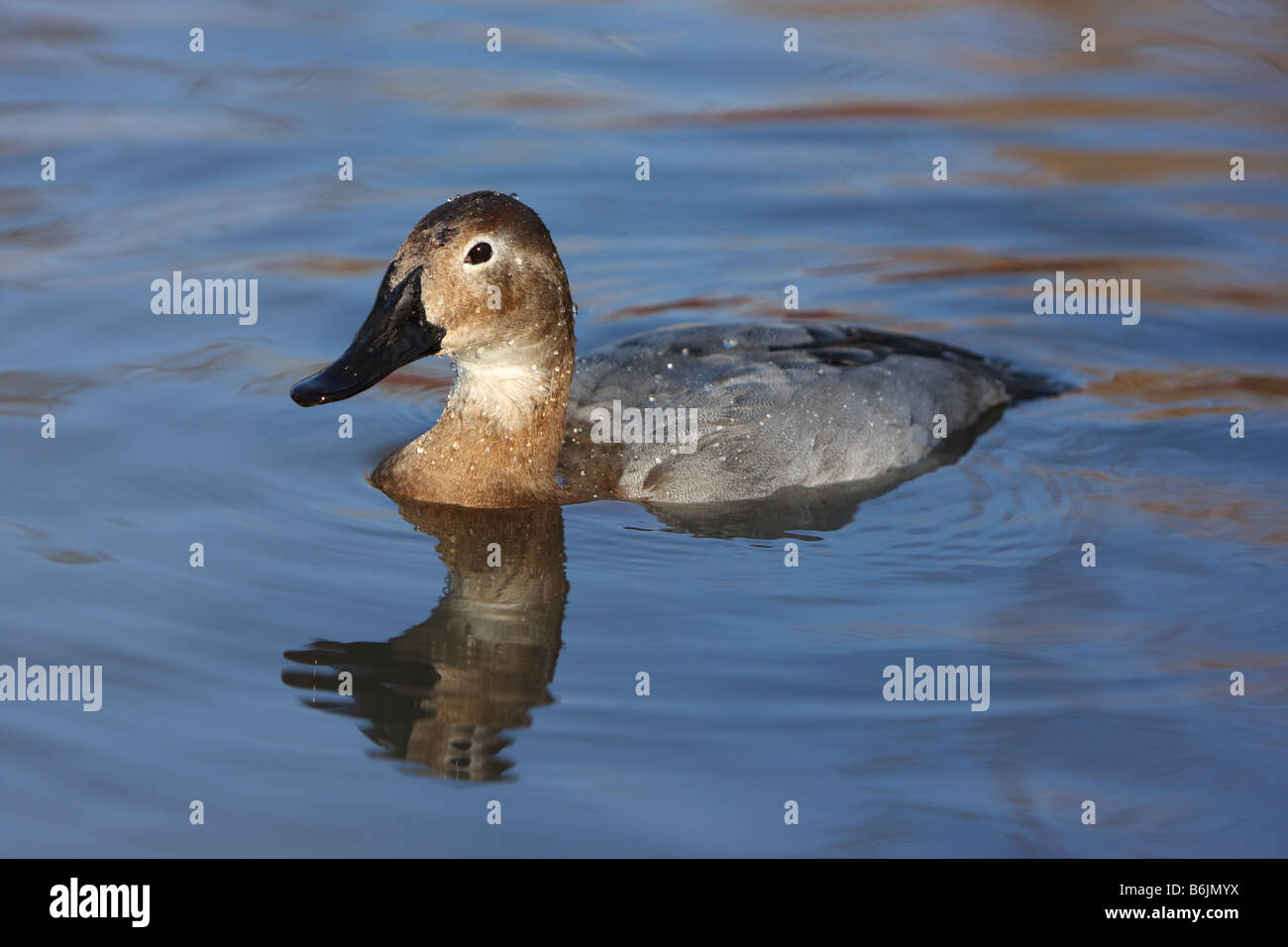 Le morillon, Aythya valisineria canard femelle, Banque D'Images