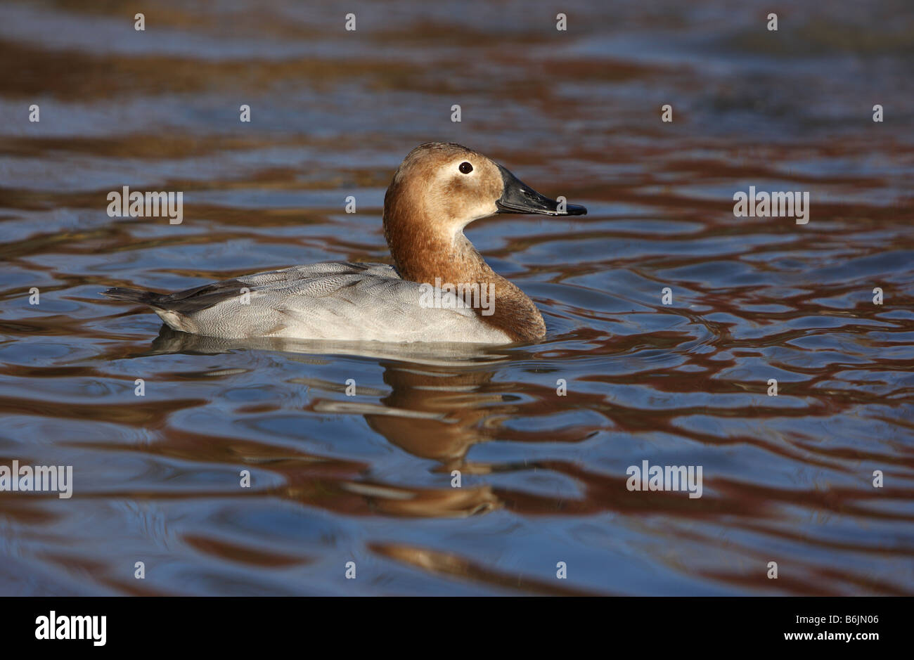 Le morillon, Aythya valisineria canard femelle, Banque D'Images