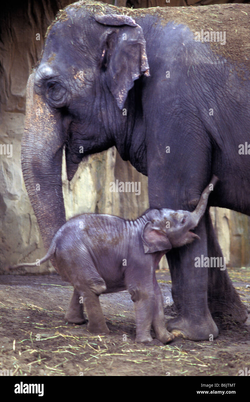 Un éléphant et son veau nouveau-né au zoo de l'Oregon, près de Washington Park, à Portland, Oregon. Banque D'Images