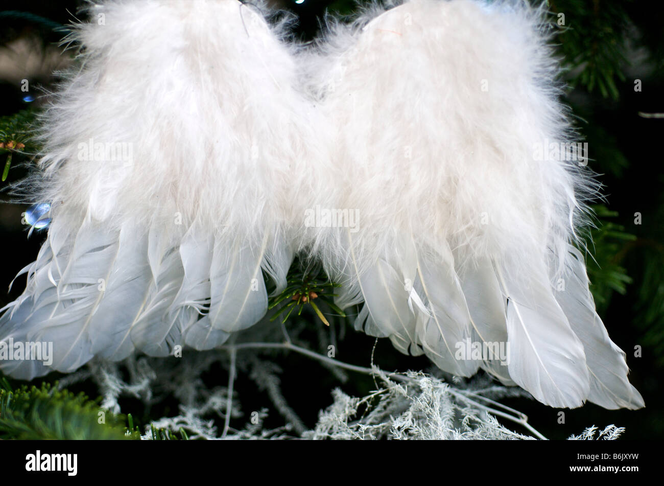 Une paire d'ailes à plumes moelleux doux dans un arbre, ornement de Noël Banque D'Images