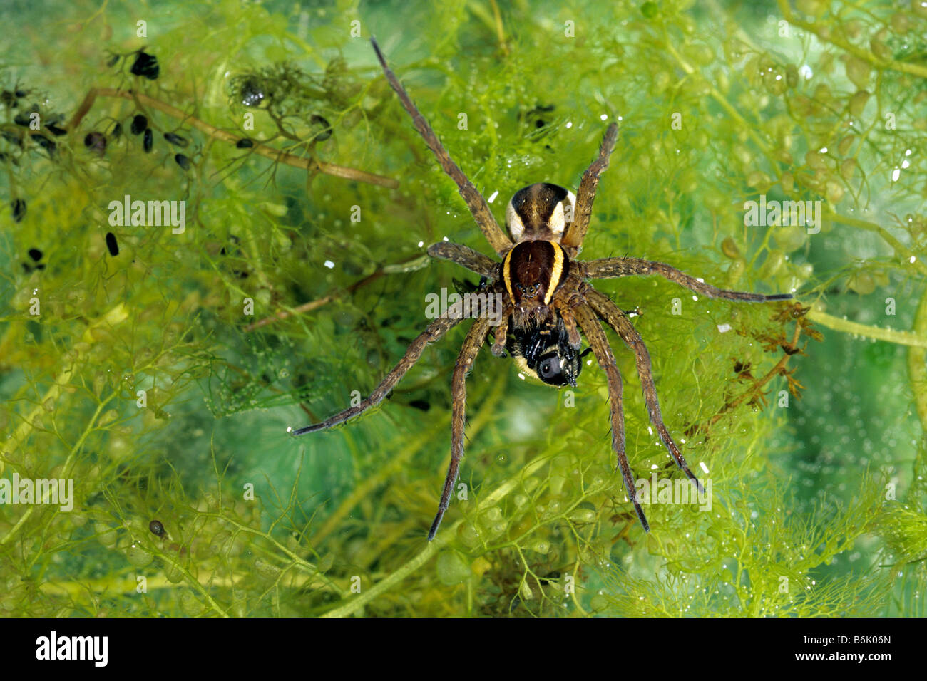 Raft, Fimbriate araignée araignée Dolomedes fimbriatus (pêche) la chasse sur la surface de l'eau Banque D'Images