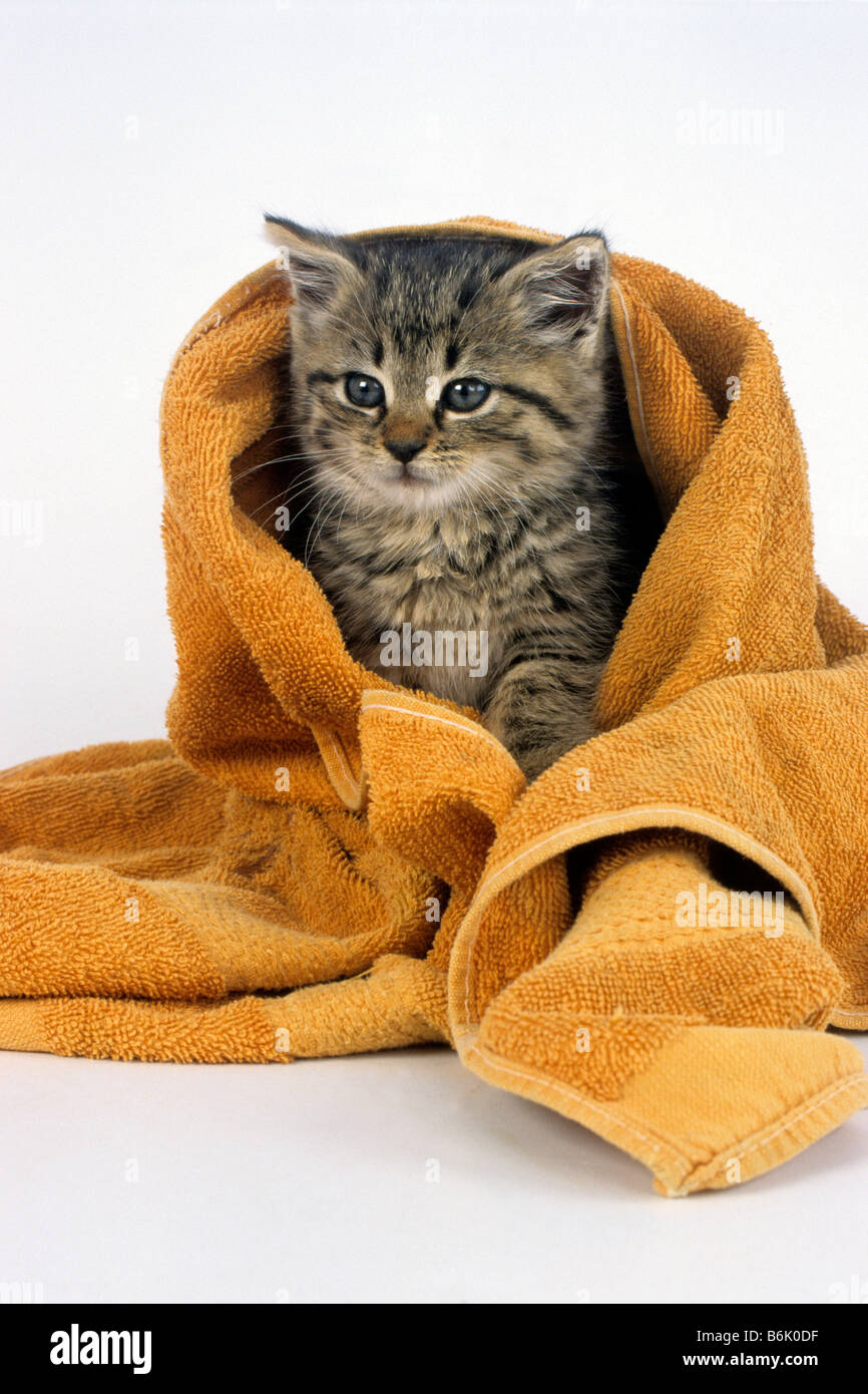 Chat domestique (Felis silvestris, Felis catus), le chaton dans une serviette de bain Banque D'Images