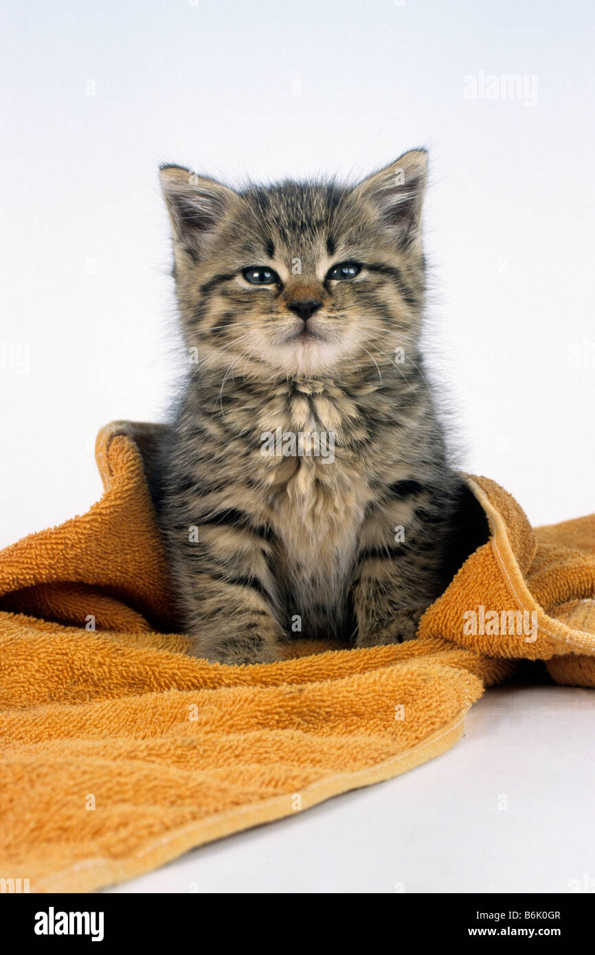 Chat domestique (Felis silvestris, Felis catus), le chaton dans une serviette de bain Banque D'Images