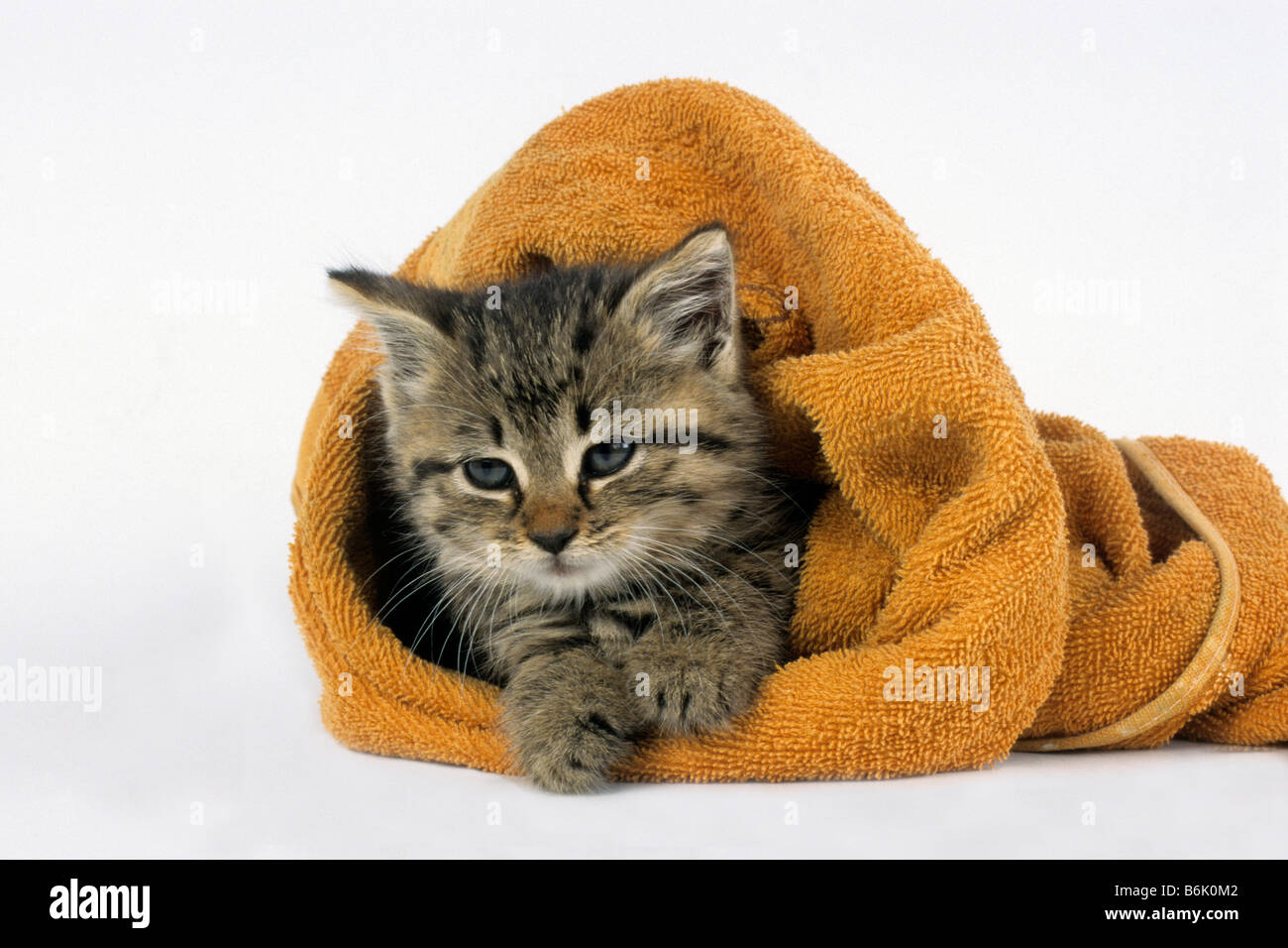 Chat domestique (Felis silvestris, Felis catus), le chaton dans une serviette de bain Banque D'Images