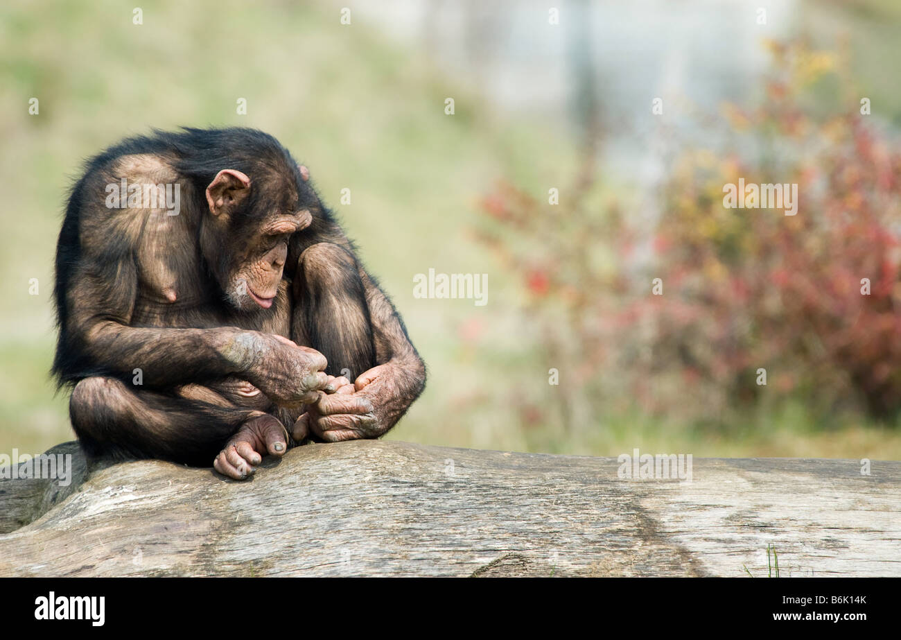 Close up of a cute chimpanzé Pan troglodytes Banque D'Images