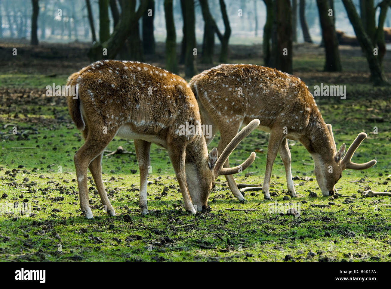 Close up d'un beau cerf dans la forêt Banque D'Images